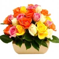 2 dozen multicolored